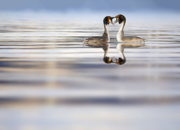 一些鸟类。色彩斑斓的自然背景。鸟:大冠毛鸊鷉。Podiceps cristatus。图片下载