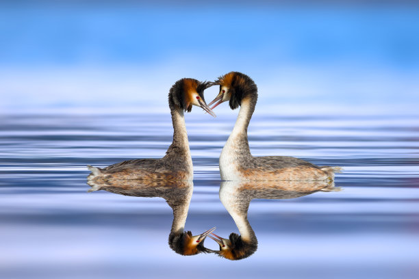 一些鸟类。色彩斑斓的自然背景。鸟:大冠毛鸊鷉。Podiceps cristatus。图片下载