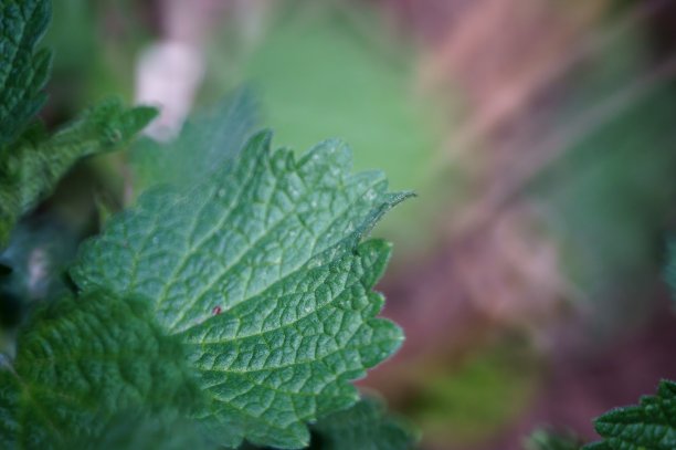 绿色的叶子特写。图片下载
