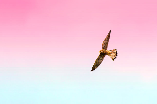 将照片转换成复古的，色彩丰富的帆布墙壁艺术照片图片下载