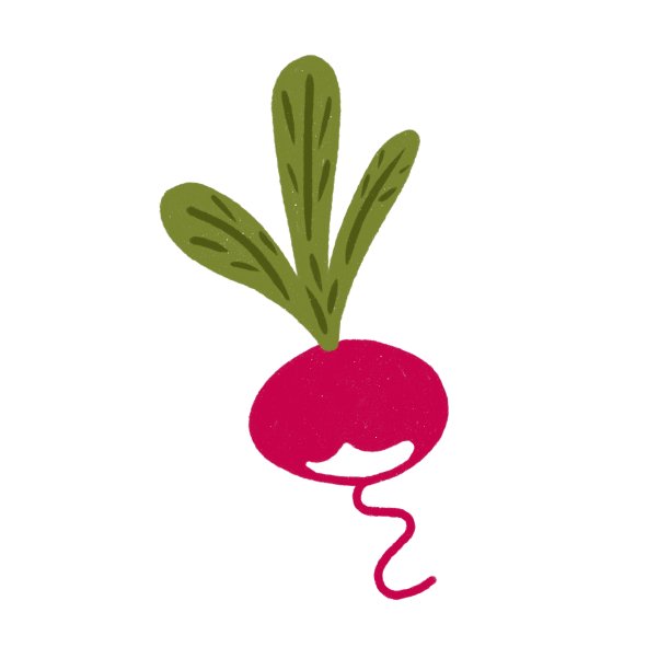 单手绘制萝卜插图孤立在白色的背景。纹理明亮的红色萝卜卡通风格。图片下载