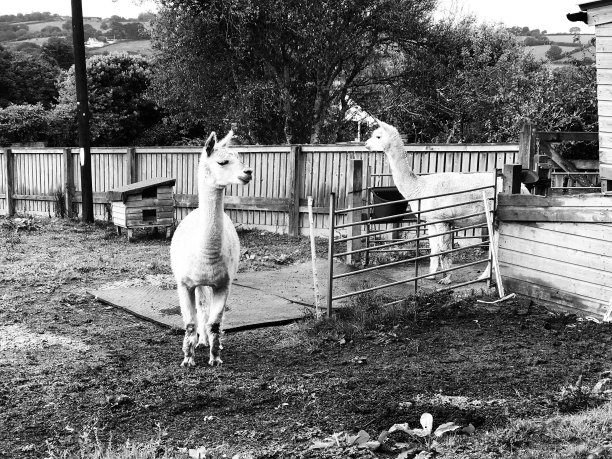 两只大羊驼不说话图片下载