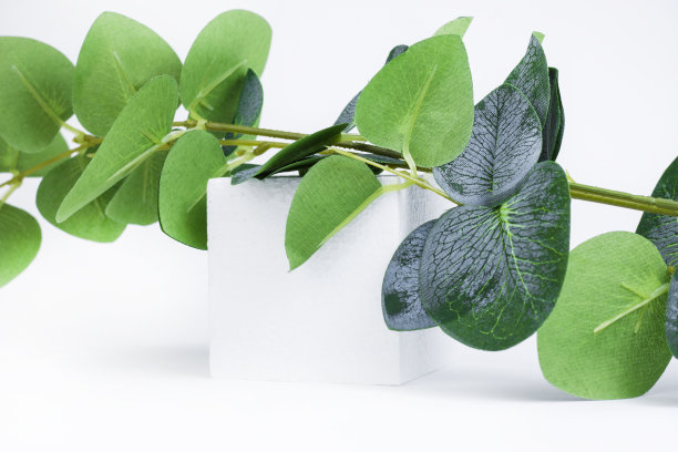 背景是一个绿色的树枝躺在一个白色的立方体上。抽象。本空间图片下载