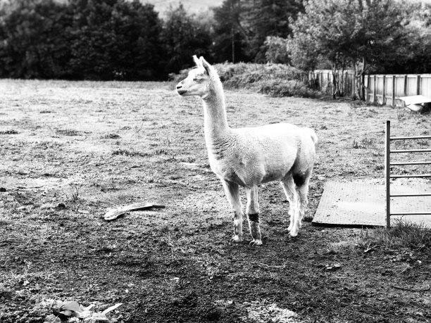 骆驼在自己的世界里图片下载