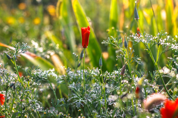 在一个阳光明媚的日子里，田野里盛开着野花。夏季草甸自然与色彩缤纷的植物。设计素材照片图片下载