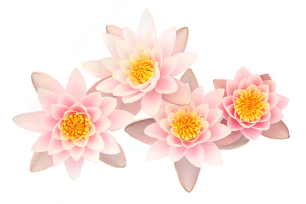 孤立在白色背景上的睡莲。图片下载