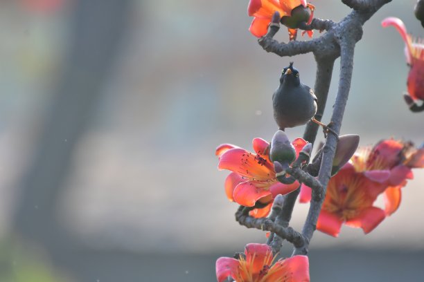 爪哇八哥在带花的树枝上素材图片