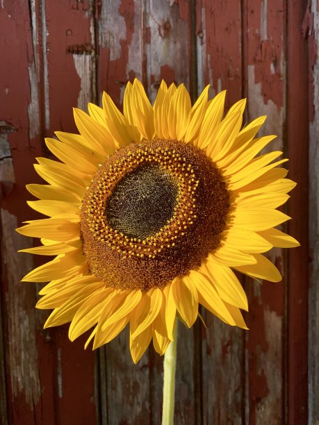 向日葵图片下载