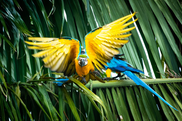 蓝色和黄色的金刚鹦鹉在镜头前飞行。图片下载