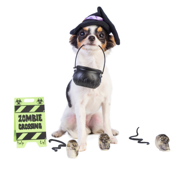 戴着帽子和万圣节骷髅头的吉娃娃图片下载