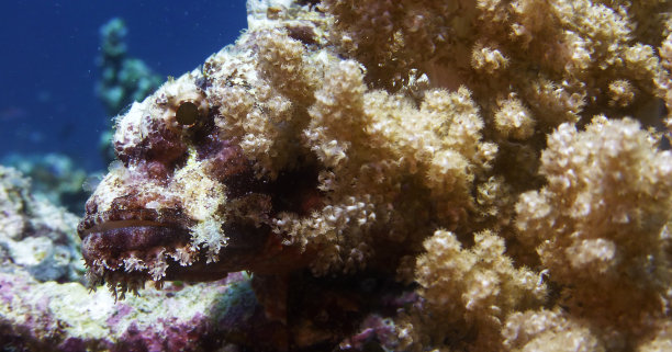 石鱼完美地伪装在珊瑚中图片下载