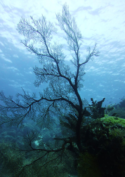 西里伯斯海珊瑚礁中的大扇形珊瑚图片下载