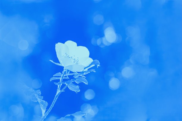 模糊的背景上有玫瑰果或玫瑰果或白色的野玫瑰花。浅蓝色的图片下载