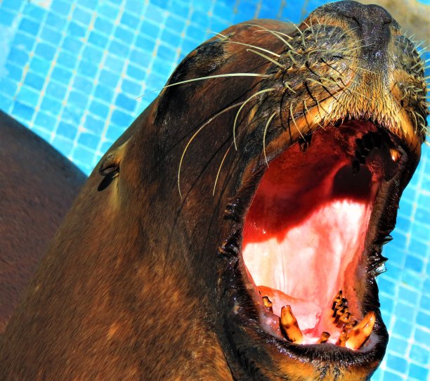 美国肖恩狮子。图片下载