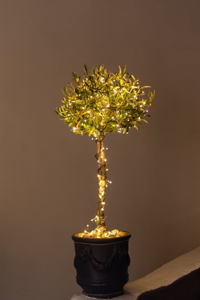 橄榄树在花盆里装饰着LED灯图片下载
