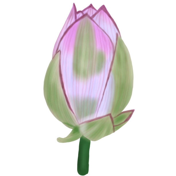 手绘荷花花蕾孤立在白底插图繁殖图片下载