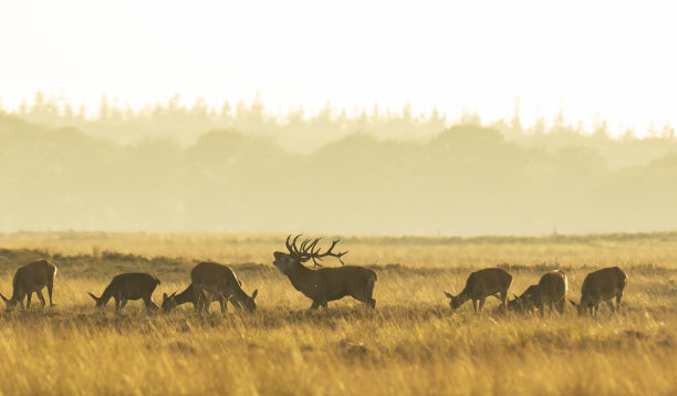 一群在日落时发情咆哮的马鹿图片下载