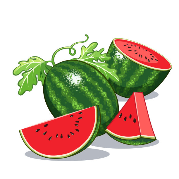 整个西瓜切片。手绘设计。图片下载