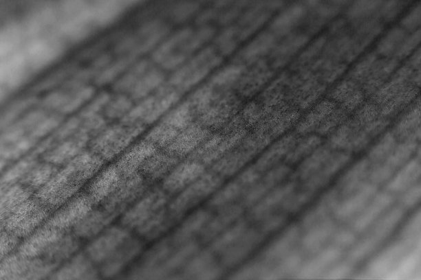 兰花叶的宏观纹理。自然背景。宏观抽象的自然肌理和背景有机图案。副本的空间。模板的设计。黑白照片图片下载