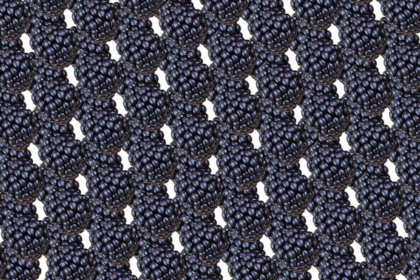 无缝黑莓模式，白色背景。图片下载