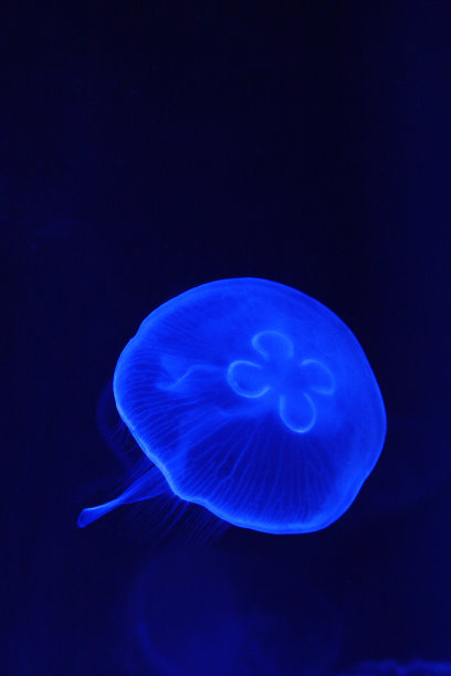 水母 - 奥雷利亚奥里塔图片下载