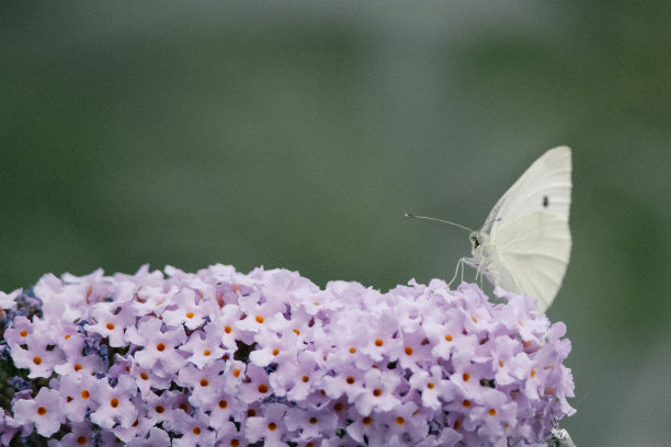 卷心菜白蝴蝶吃花蜜在一个紫色的花蝴蝶灌木丛，自然照片，荷兰野生动物，城市公园，昆虫照片。微距摄影，特写，昆虫，黑色，橙色，梦幻，海报，明信片蝴蝶丛图片下载