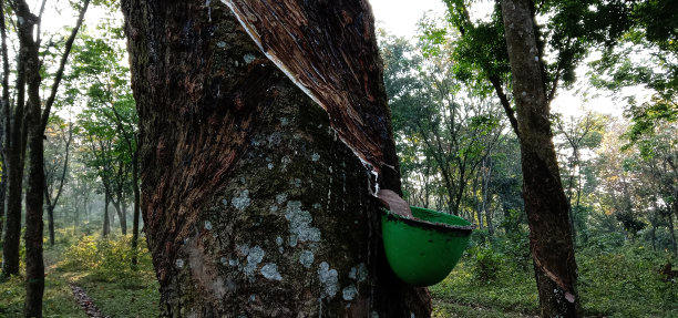 橡皮树图片下载