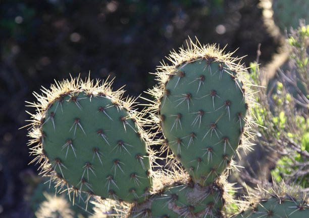 仙人掌上多刺的刺图片下载