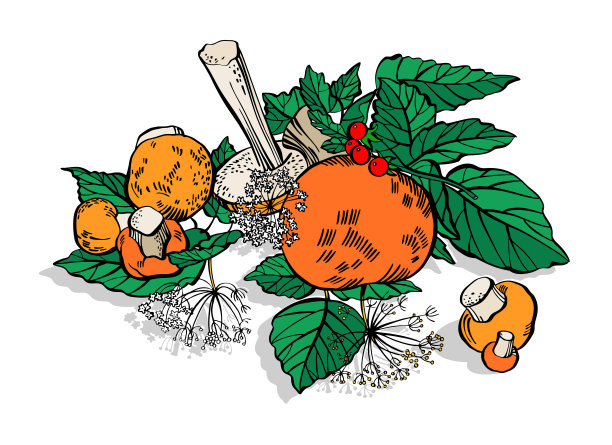 矢量绘制的野生蘑菇集。蘑菇的季节。桌上放着一些蘑菇，孤立地放在白色的背景上。轮廓的风格图片下载