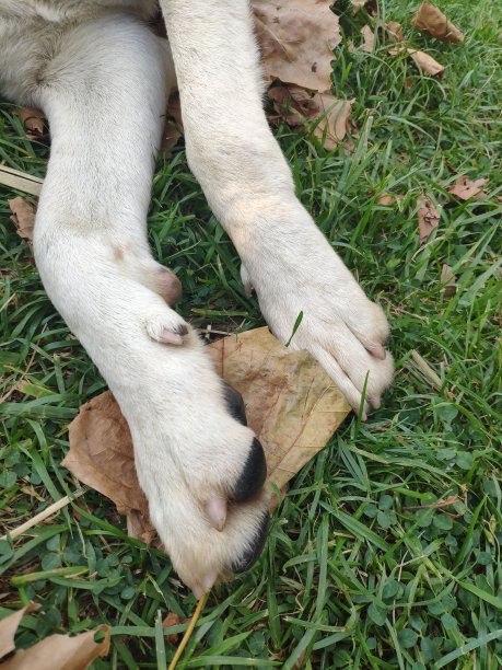 狗的爪子图片下载