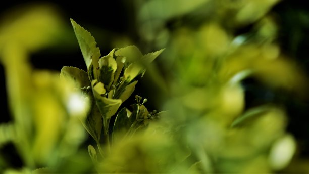 花卉与昆虫图片下载
