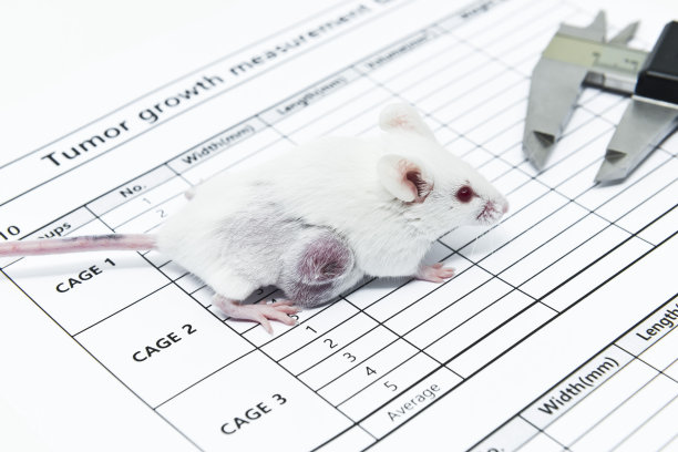 实验用荷瘤小鼠和卡尺上的肿瘤生长测量试纸图片下载