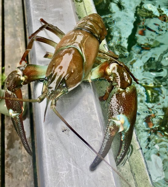 美国小龙虾图片下载