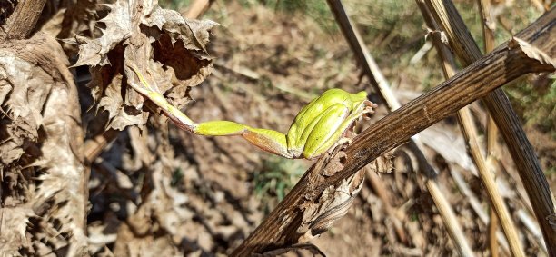 淡黄色的树蛙图片下载