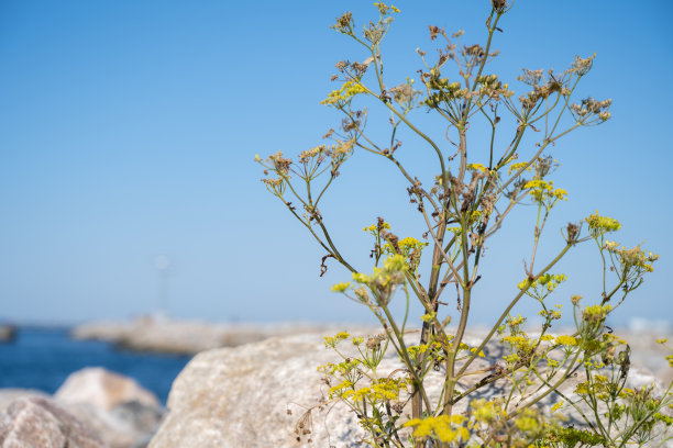 一张黄色野花的特写照片。背景是灰色的巨石和蓝色的海洋和天空图片下载