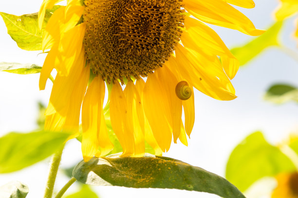 日本千叶市大石濑户乡村向日葵田图片下载