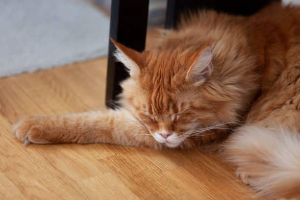 红色缅因猫睡在桌子下面图片下载