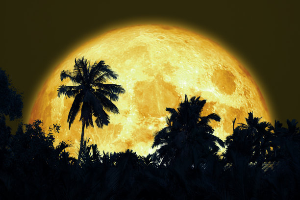 超级鲟鱼月亮和剪影椰子树在黑暗的夜空图片下载
