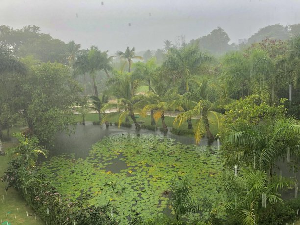 热带雨图片下载