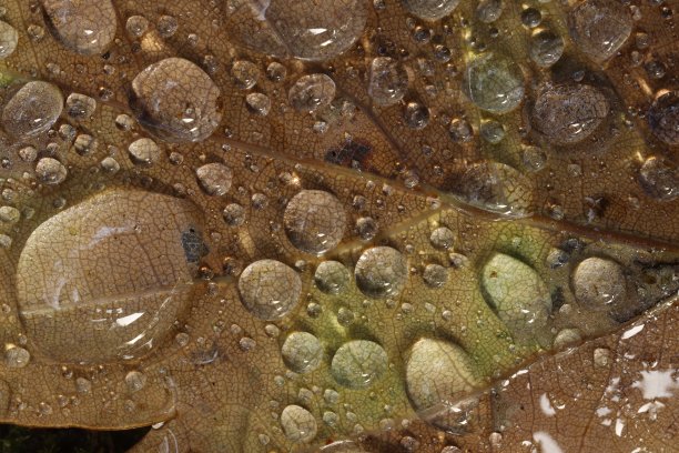 水滴在黄色的秋叶上靠近。图片下载