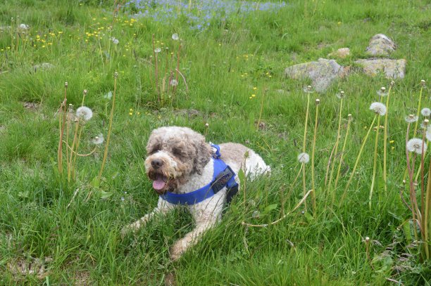 快乐的狗图片下载