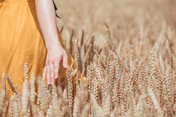 近距离看，在麦田里劳作的妇女图片下载