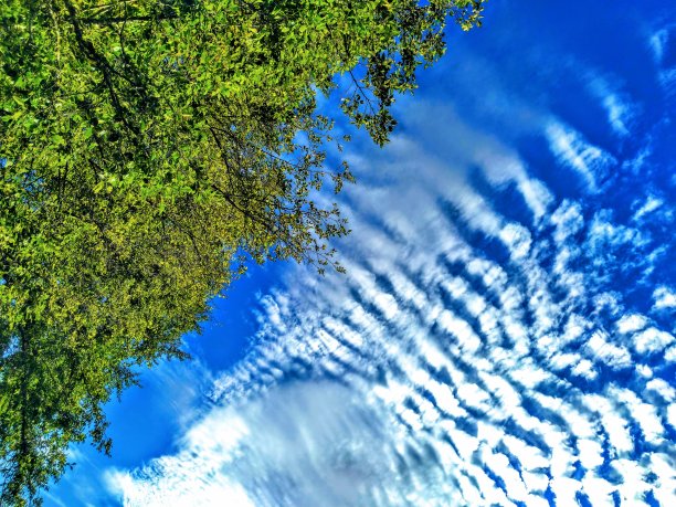 树木仰天俯视图片下载