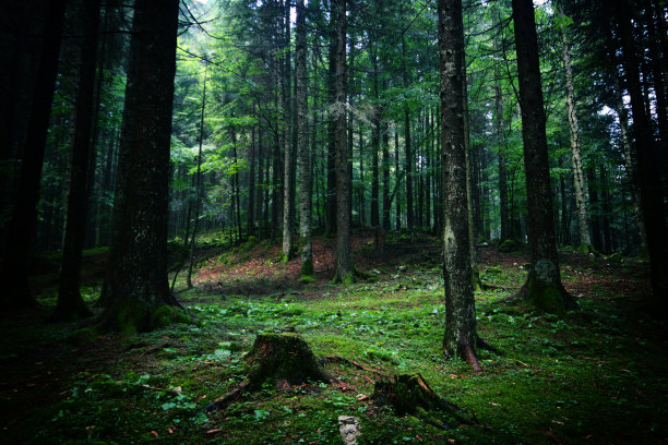 夏日里的野生景观图片下载
