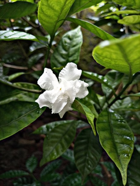 白色的花图片下载