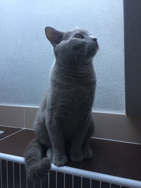 美丽的蓝灰可以欣赏图片下载