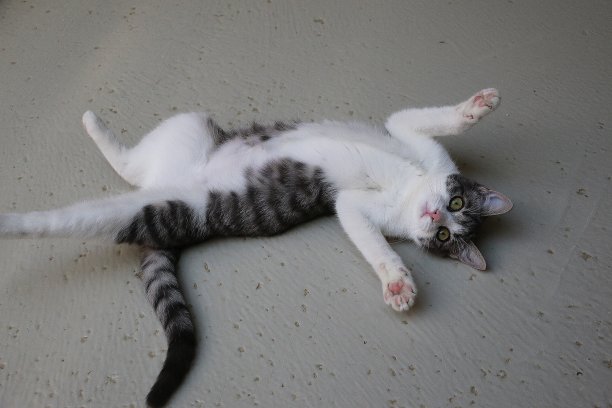 一个黑猫躺在花园里的地上的高角度特写镜头图片下载