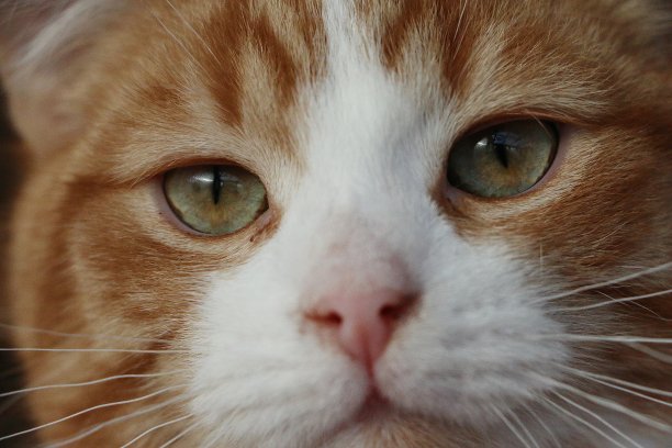 一个美丽的红白毛猫的极端特写图片下载