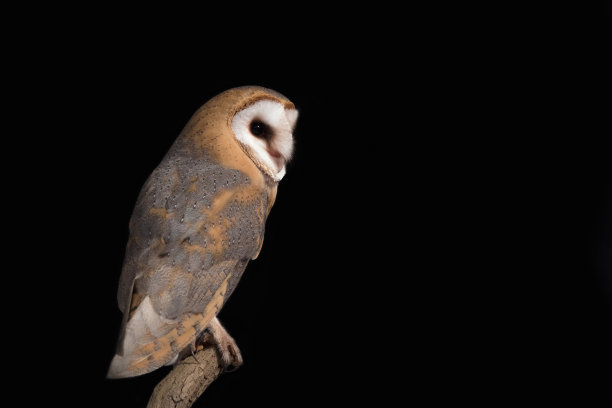 谷仓猫头鹰夜像(Tyto alba)图片下载