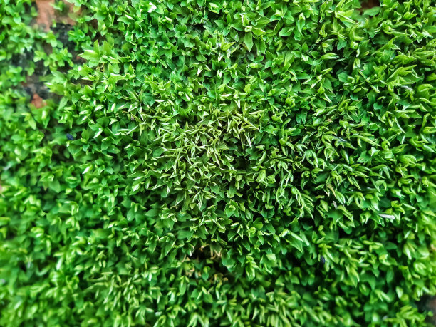 雨水涂层产生绿藻。这是一张公园的照片。图片下载